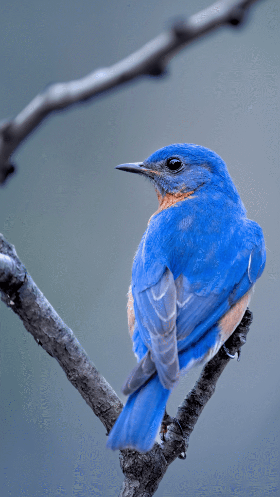 20 Inspiring Spring Phone Wallpapers