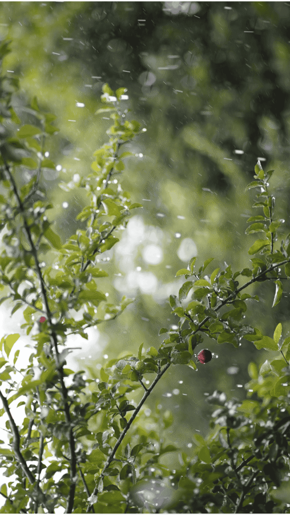 20 Inspiring Spring Phone Wallpapers